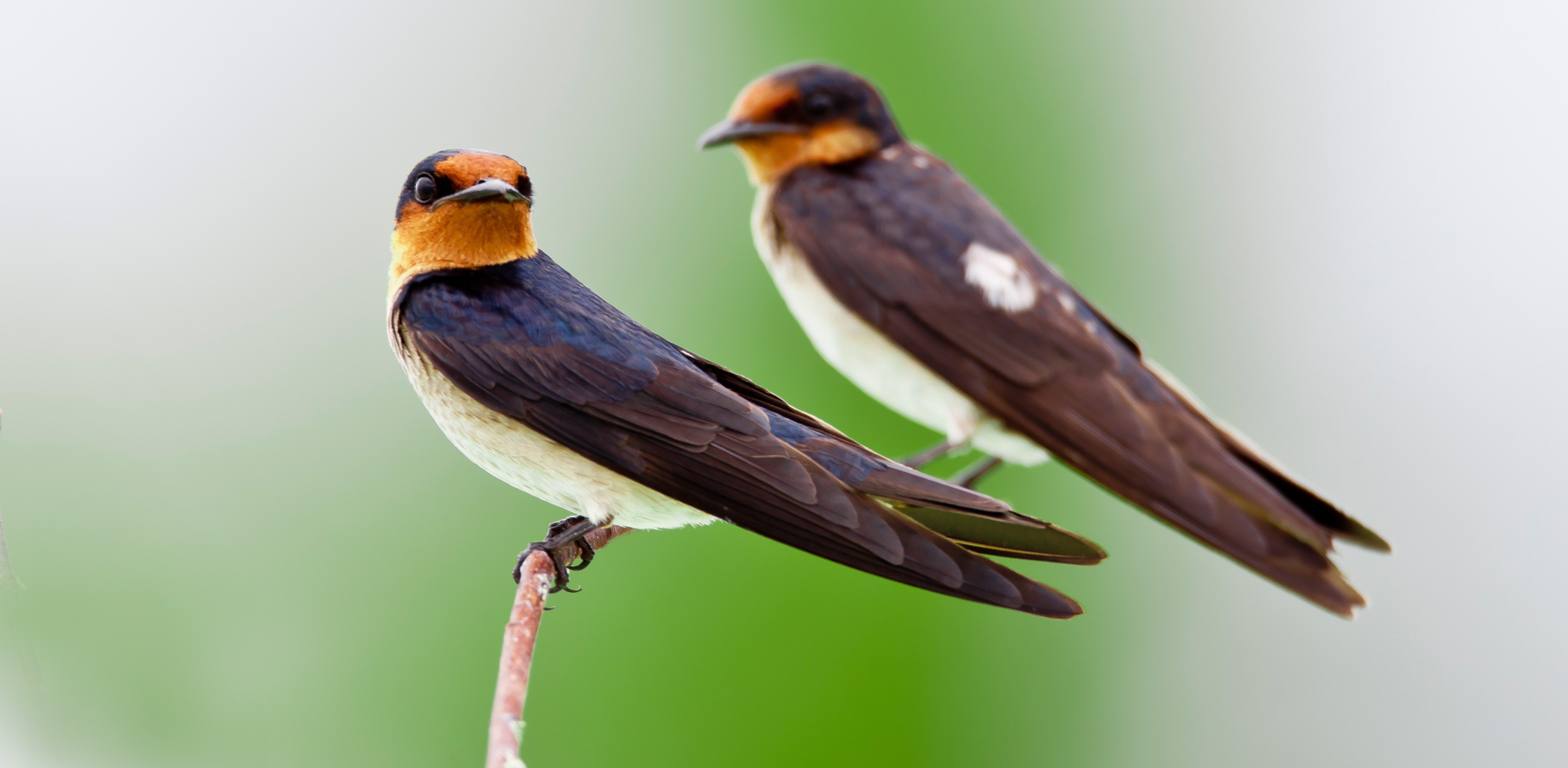 The Symbolic Meaning of the Swallow in Portuguese Culture